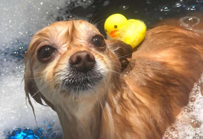 狗 狗 洗澡​
