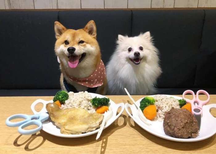 狗 狗 餐廳