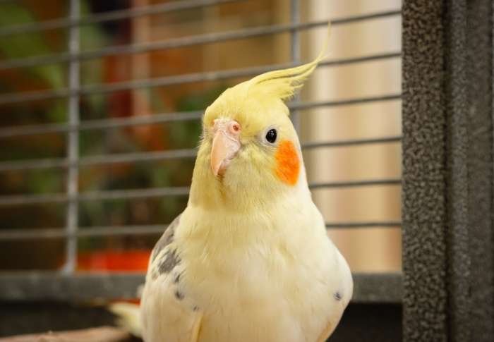 玄 鳳 鸚鵡