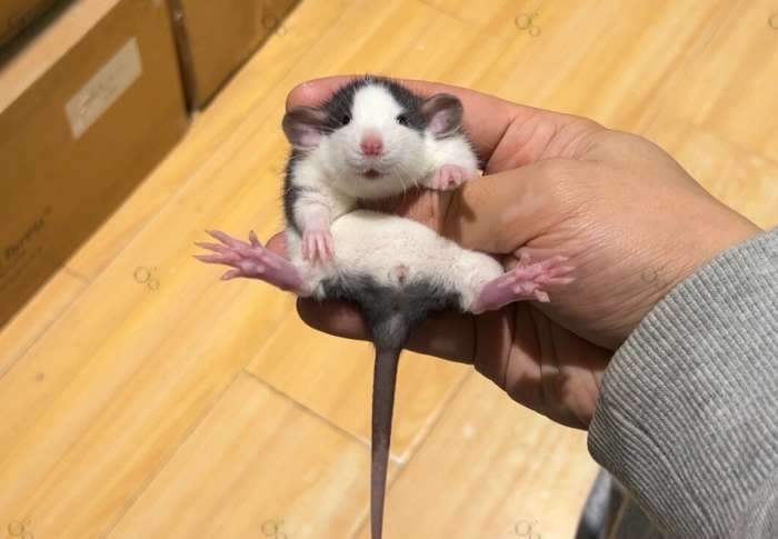 花枝 鼠