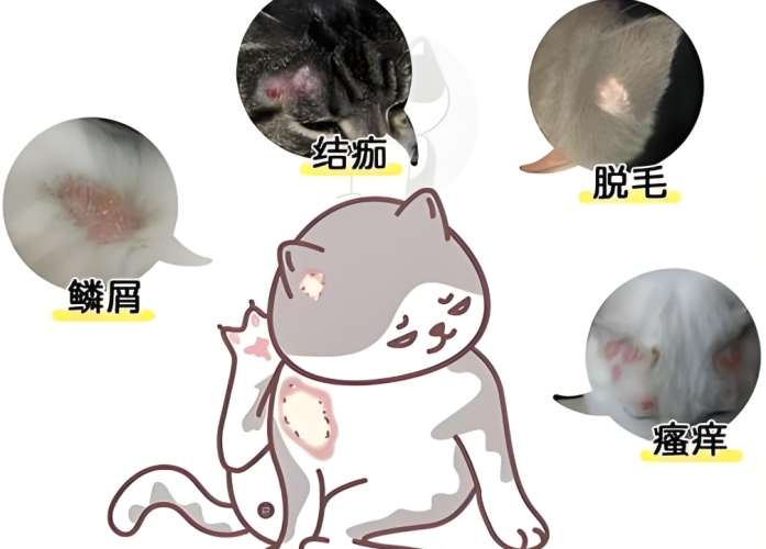 貓 癬