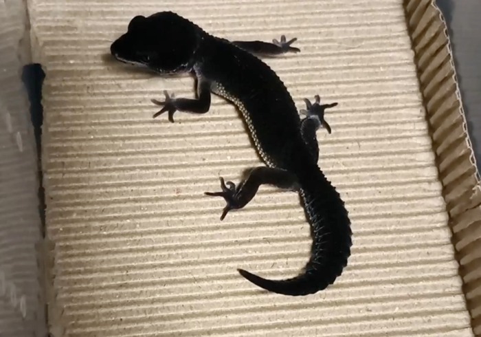 黑夜守宮 黑夜守宮