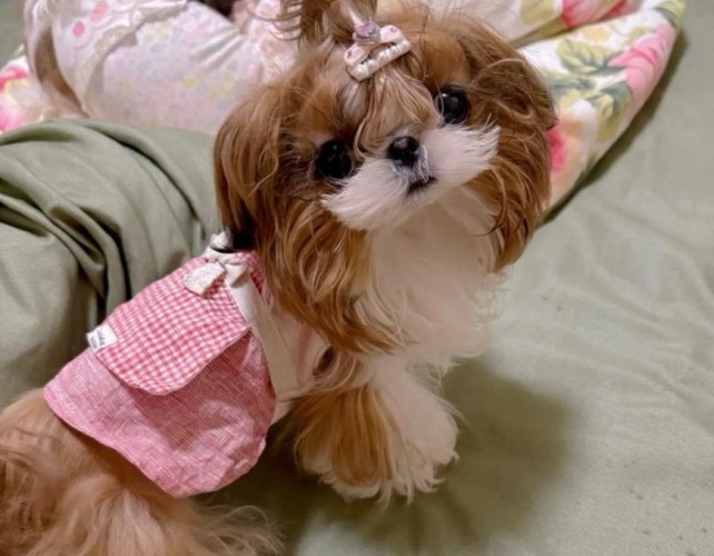 西施狗優缺點 西施狗優缺點