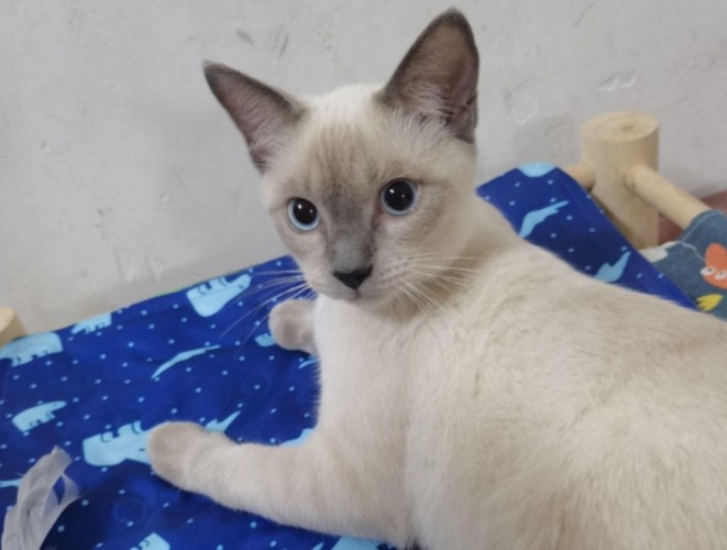 暹羅貓品種飼養