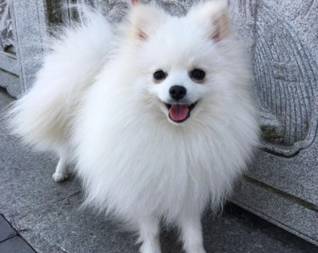 博美狗缺點 博美狗缺點