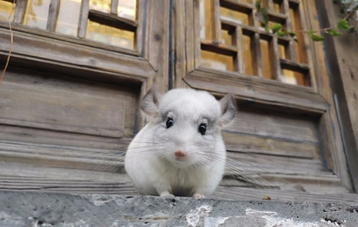 如何飼養龍貓