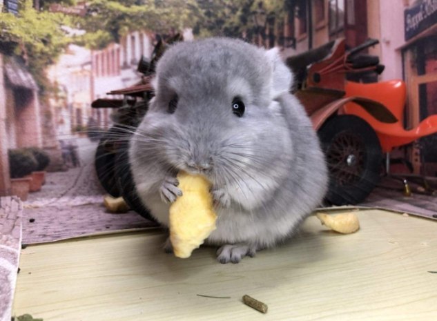 龍貓寵物價格