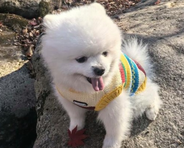 博美狗優點 博美狗優點
