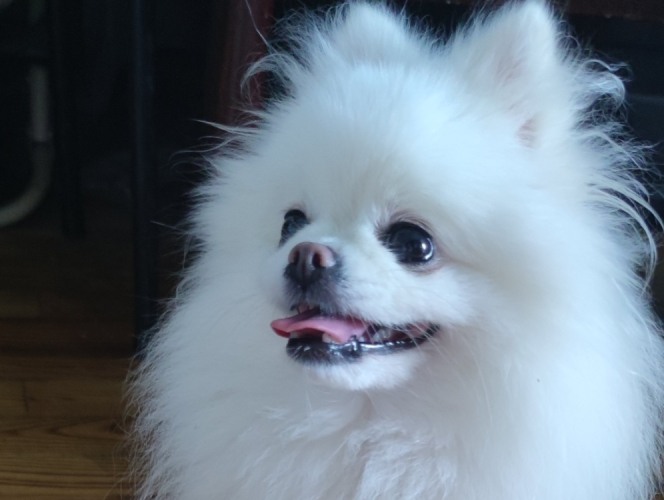博美狗外形特徵 博美狗外形特徵