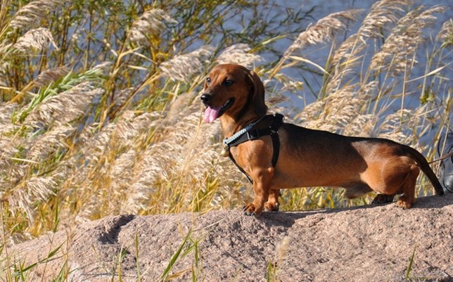 臘腸犬缺點