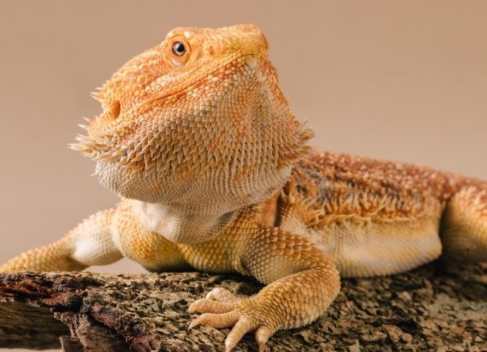 鬆獅蜥 鬆獅蜥