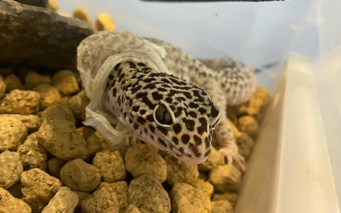 守宮飼養注意事項