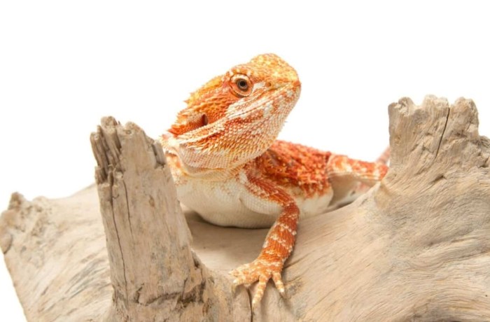 鬆獅蜥種類 鬆獅蜥種類