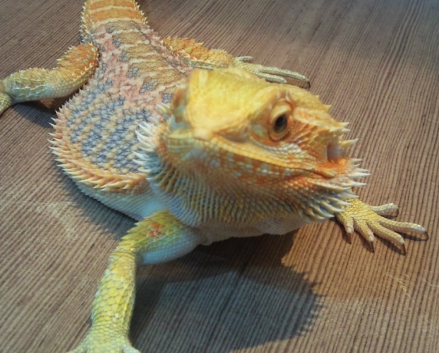 鬆獅蜥形態特徵 鬆獅蜥形態特徵