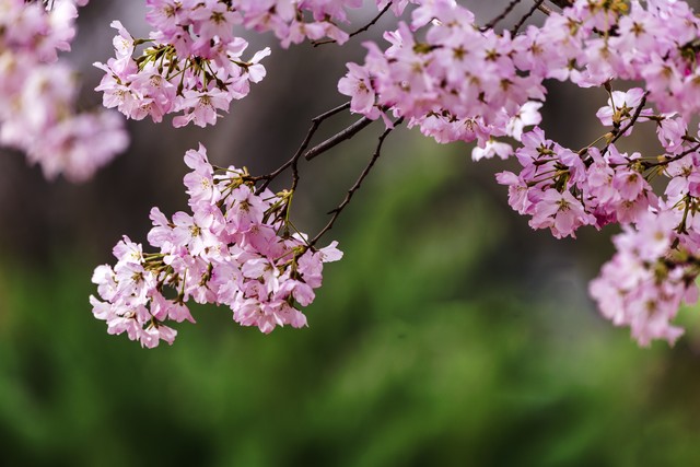 櫻花特寫