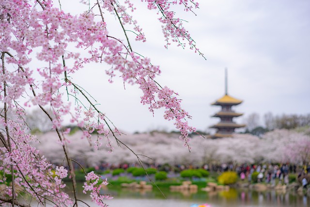櫻花與傳統建築