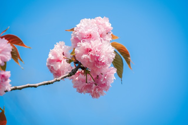 櫻花樹景觀