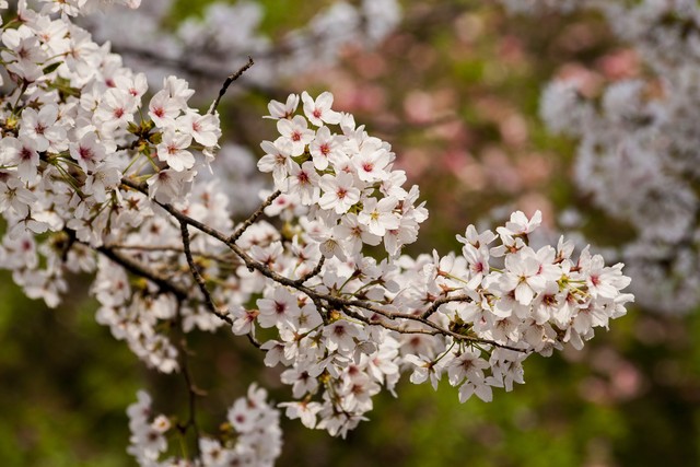 櫻花園藝管理