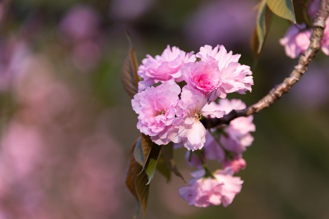 重瓣櫻花