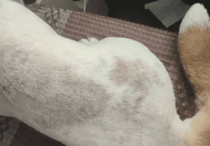 狗狗皮膚病症狀
