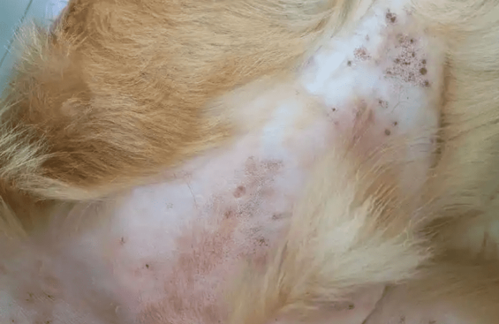 狗狗皮膚病如何治療