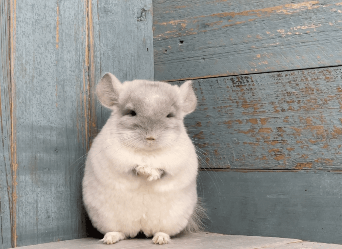 龍貓吃什麼