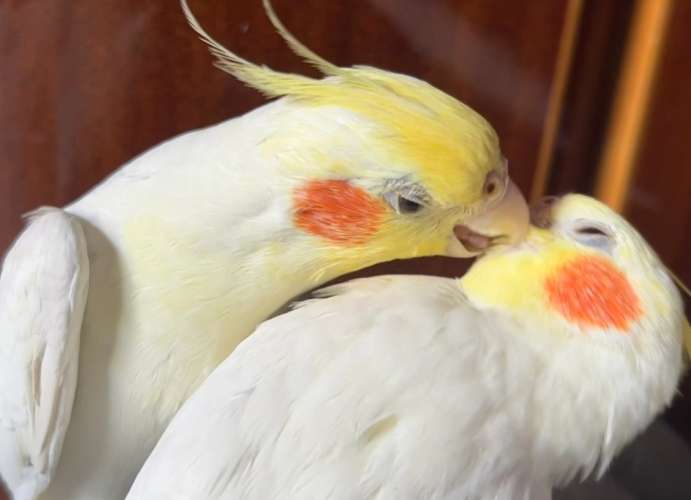 玄鳳鸚鵡缺點