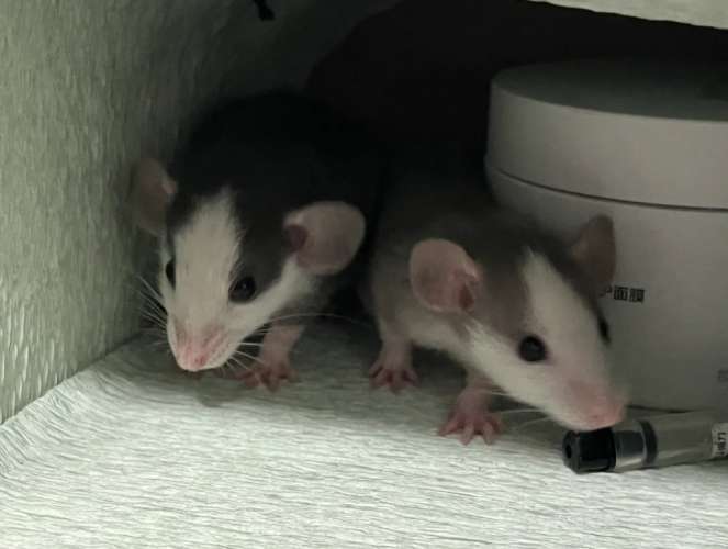 花枝鼠行為