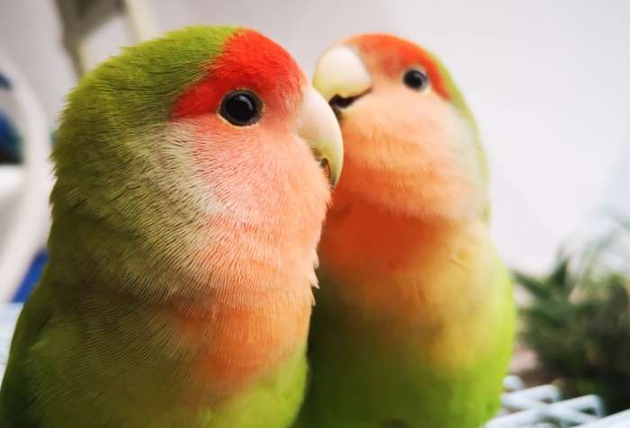 牡丹鸚鵡飼養