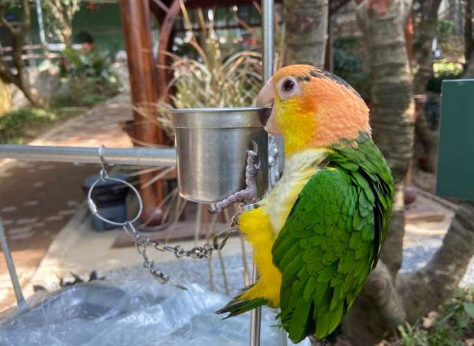 凱克鸚鵡介紹