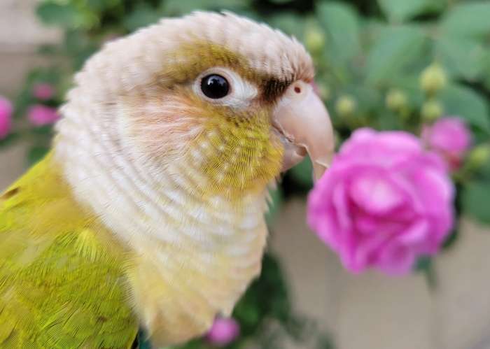 小太陽鸚鵡種類