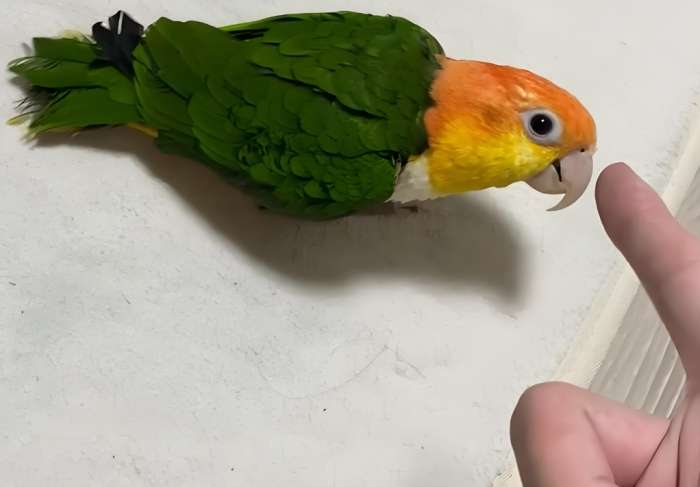 凱克鸚鵡缺點