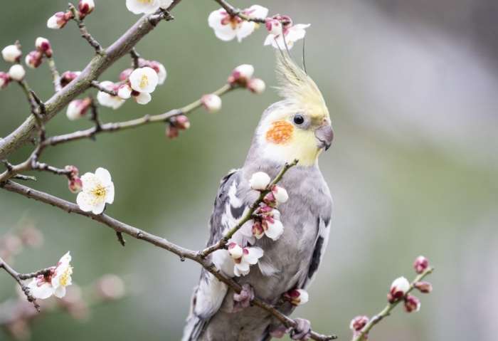 玄鳳鸚鵡種類