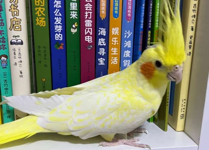 玄鳳鸚鵡