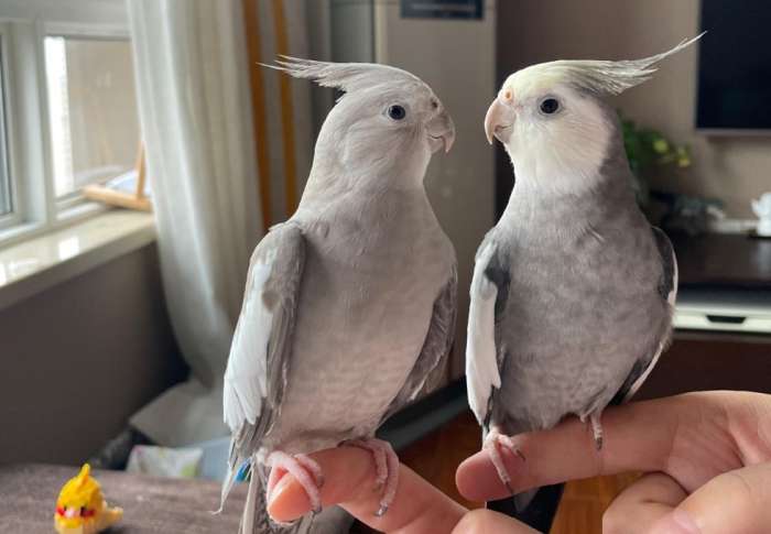 玄鳳鸚鵡飼養