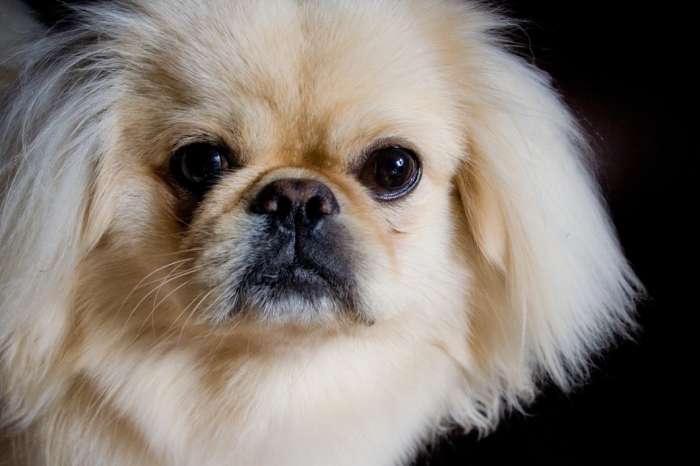 小型犬品種