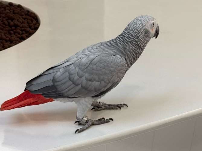 灰鸚鵡飼料 灰鸚鵡飼料