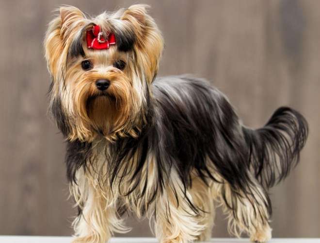 小型犬推薦
