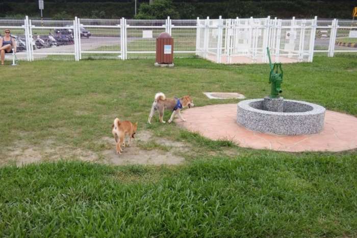 迎風狗運動公園開放時間 迎風狗運動公園開放時間