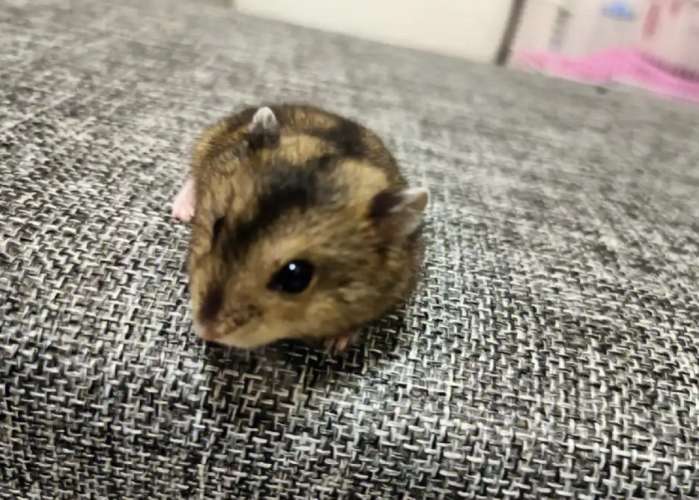 三線鼠壽命 三線鼠壽命
