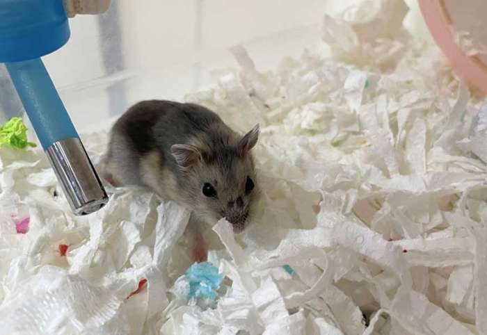 三線鼠的飼養方法 三線鼠的飼養方法