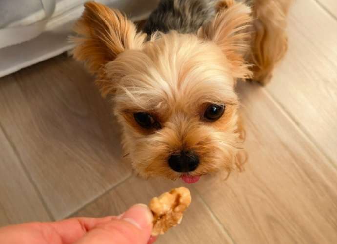 小型犬排名